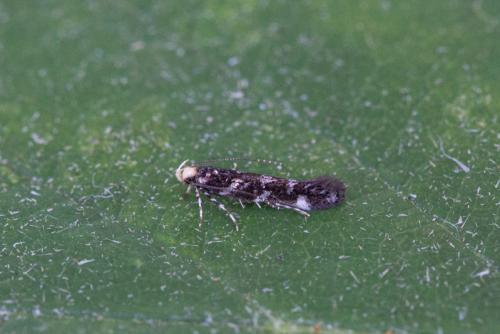 Réf. 237 249 : Eteobalea sp.